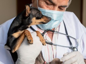 What to Expect and How to Care for Your Pet Post-Operatively